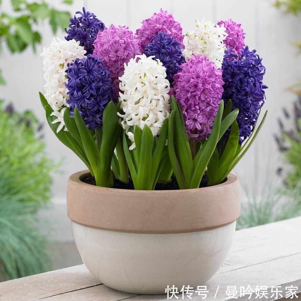 橡皮树|杭州发现一户人家阳台，太惊艳了，像御花园一样美，拍给大家晒晒