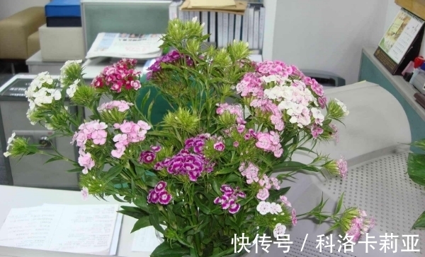 种花|“鲜花屋中放，花旺人不旺”，为何有这种说法？屋子里不能种花？