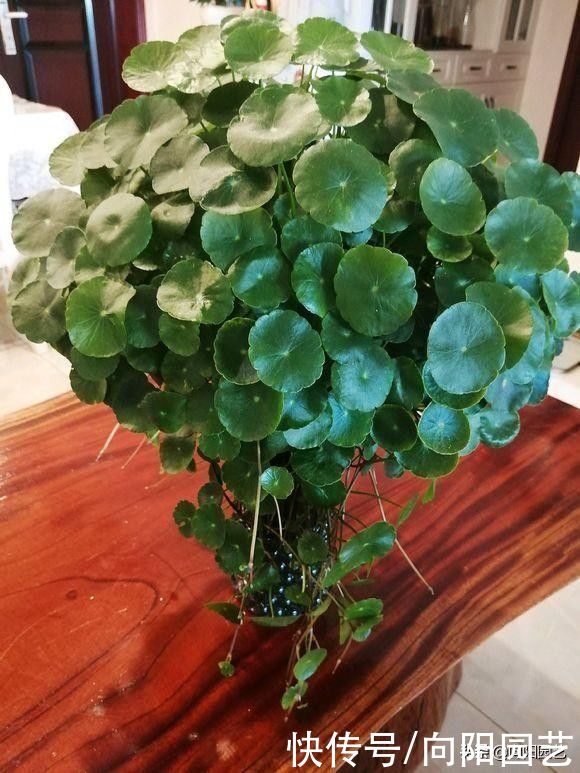 两种水养绿植，铜钱草，富贵竹，在客厅养一盆，好运自然来