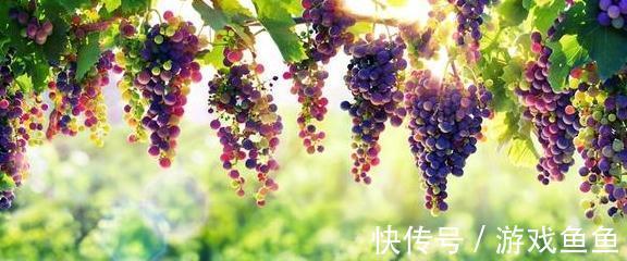 抗氧化能力|红心火龙果和白心火龙果,哪种更有营养?