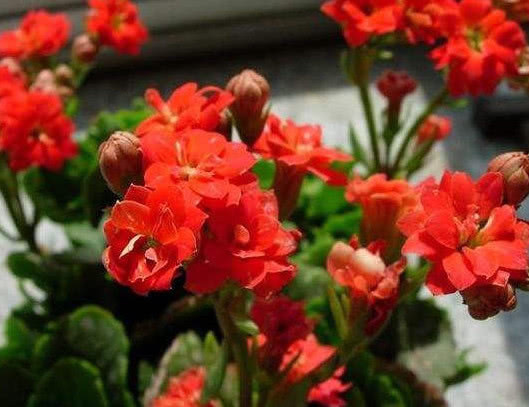 小技巧|长寿花如何养护花开满枝头教你3个小技巧,长寿花茂盛又艳丽