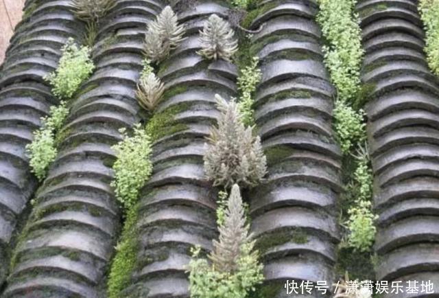 1种“无根草”,长在瓦房上,别去“拔掉”,看见要保护起来!