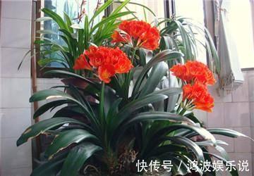 君子兰生长，离不开的2种水，15天来一次，肥厚油绿，开花不夹箭