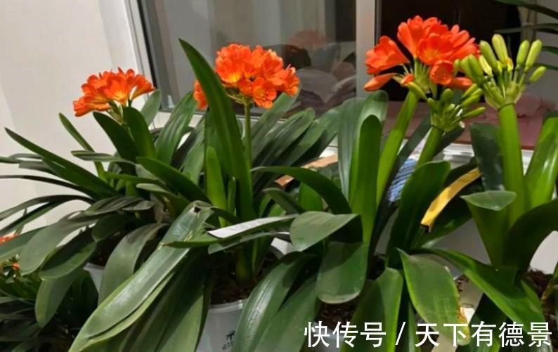 肉质根|8月该如何“唤醒”君子兰？照顾到这4点，盆栽9、10月开花早