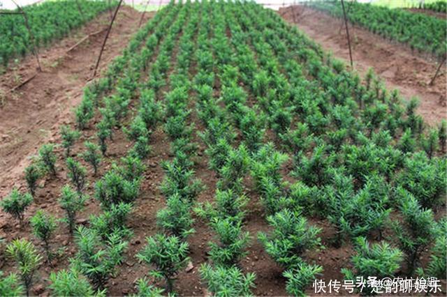 57年前被发现价值,曾一度濒危,如今有人大量种植,却沦为盆栽