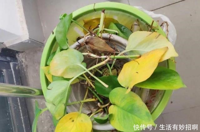 10种花,春天不能晒,躲屋里最安全!10种花,春天不能晒,躲屋里最安全!