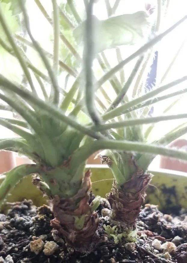 虎皮兰,红掌,吊兰养成老桩，变成大树，真壮观