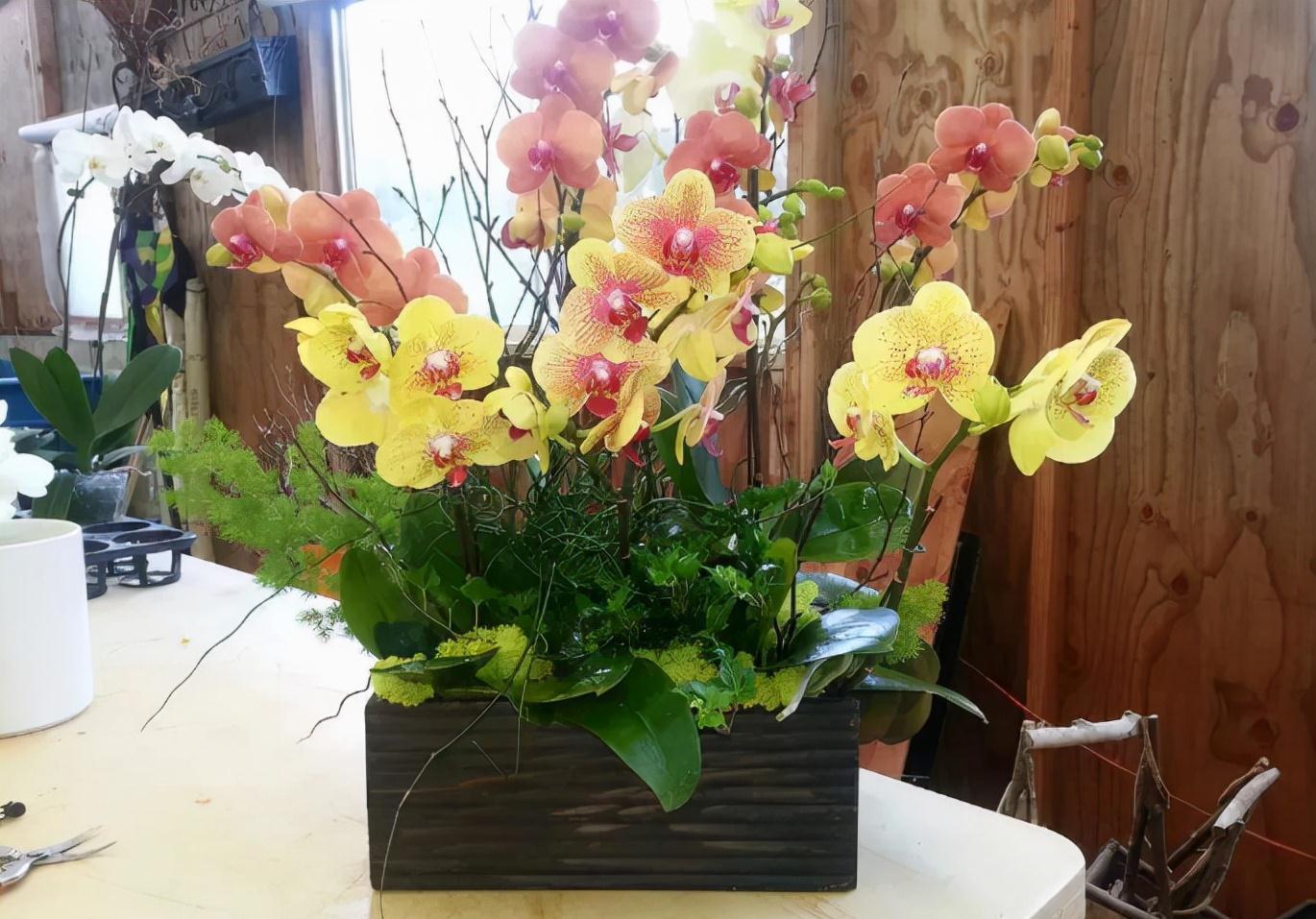 养蝴蝶兰,花谢后按这要求操作,开花就不是“一次性的”