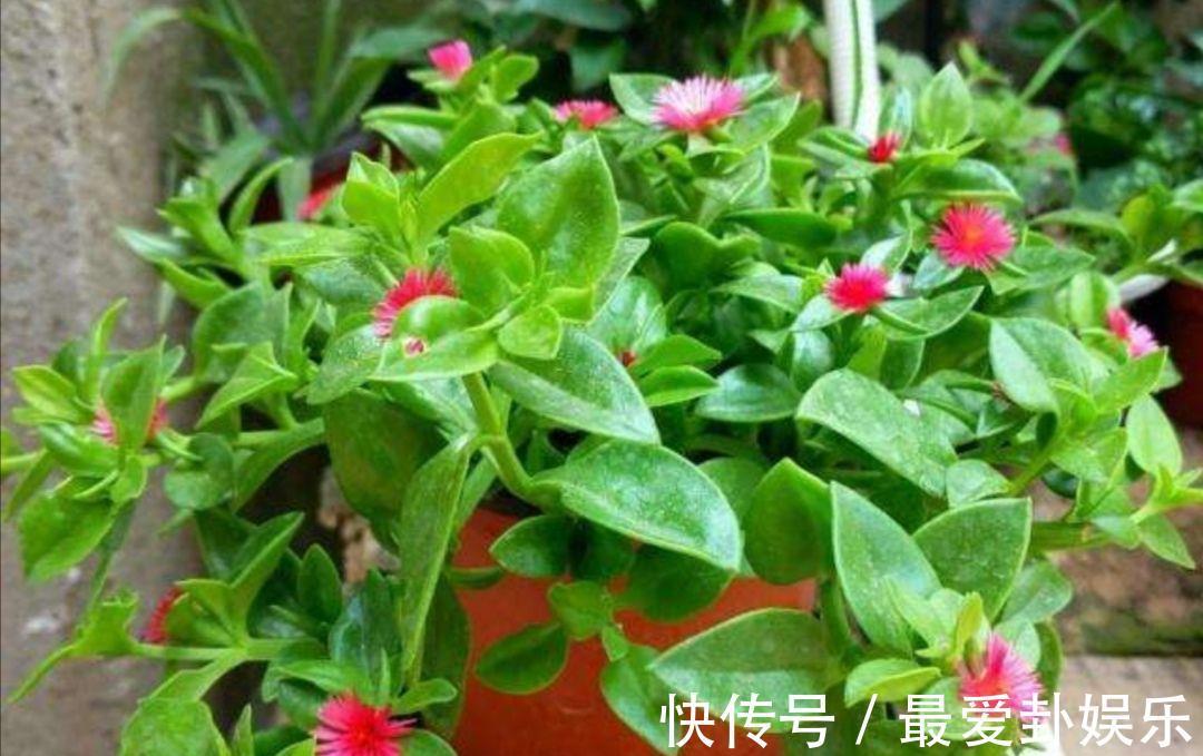 观赏|3种“养人花”,能吃能观赏,好养又漂亮,还能净化空气,喜欢