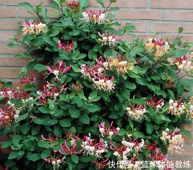 夏天别再买蚊香了,这种花种2棵,驱蚊效果无人能敌,你家有吗!