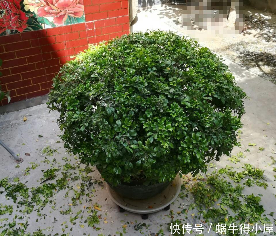 浑身|4种“香水花”,选一种养家里,晒晒太阳,满屋香水味,浑身带香