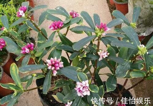 3种“香香树”，剪个枝丫，插土里，15天生根，开花满屋香
