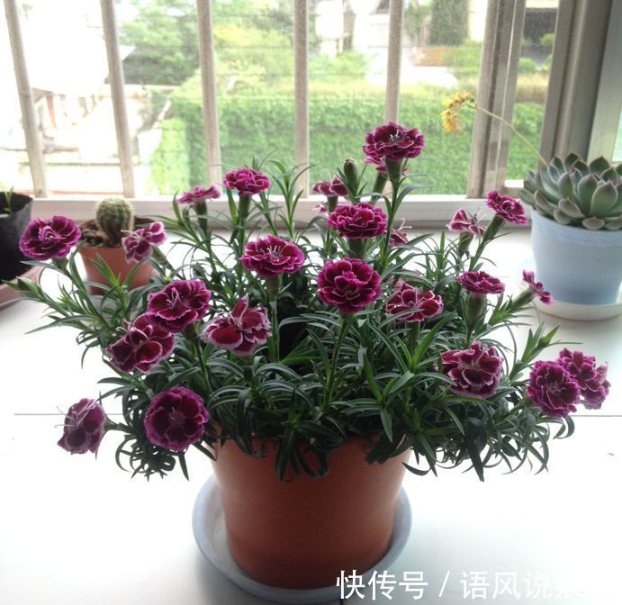 养花|喜欢养花,不如养盆洛阳花,花香沁人心扉,开花娇艳惹人爱