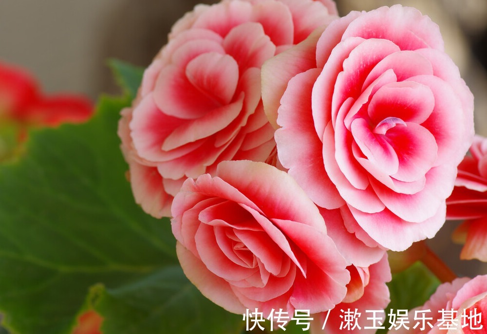 家有长寿花,心情愉悦,长寿花这么养四季开花