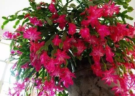 圣诞仙人掌|嫁接、盆栽蟹爪兰该注意什么2步管理到位,茎叶嗖嗖花开不停