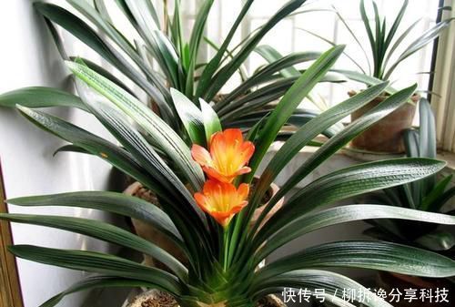 吊兰|春天养花,切忌2种水浇花,不然绿萝、吊兰都黄叶,别忽视