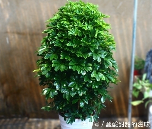 观叶|5种观叶植物,枝叶优美,家里养一盆,空气更清新,值得拥有!