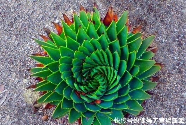 多肉|这个小盆栽居然卖600多万,快看看你家有没有!