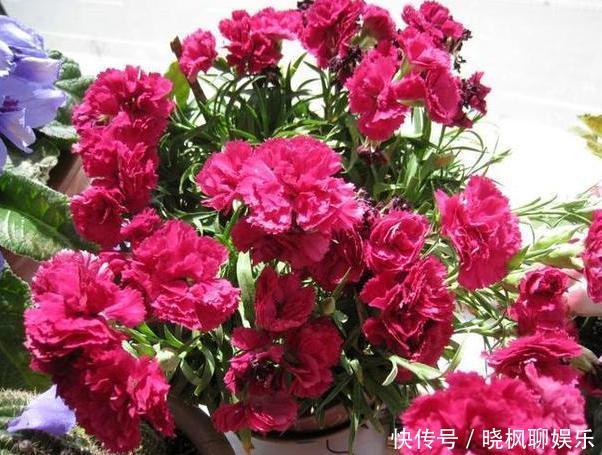入药|家里阳台上多养几盆康乃馨,可送母亲、可入药,盆栽需谨记4点