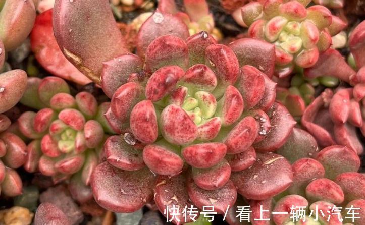 分享一些品种的养护技巧,赶紧收藏,刷过了就找不到啦