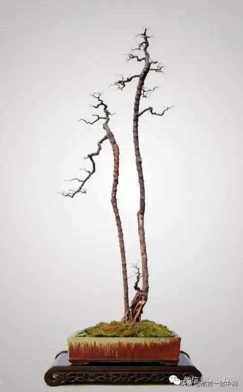一粗一细|盆景双杆,一高一矮、一粗一细,苍龙教子之势