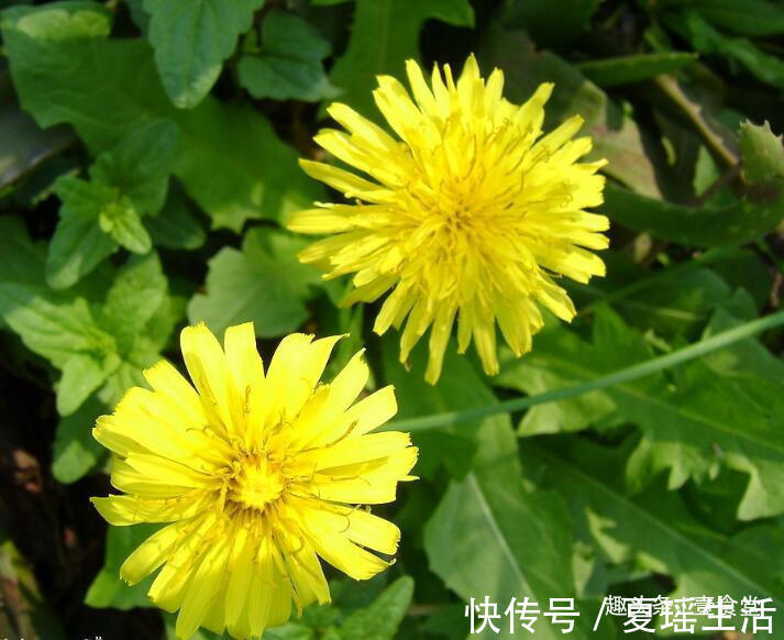 生活环境|坚持用蒲公英泡水喝,1个月之后身体会怎么样