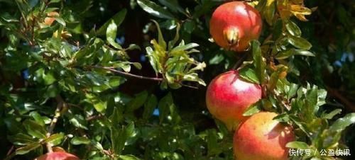 人到中年血管堵,多吃3种食物,通血管降血脂,身体更健康!