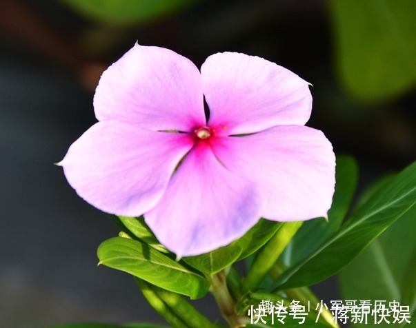 长春花|此花花期长,虽然美,但有剧毒,误食可致幻,带你回忆到此前
