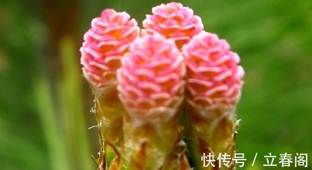松科|你知道这是什么花吗?其实,你家山上就有,只是没有在意