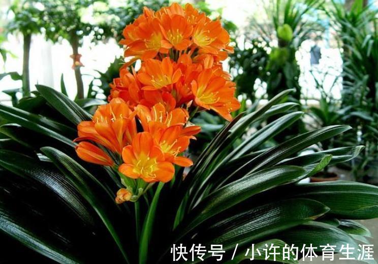 想要君子兰顺利开花,12月做好这几件事,花箭花苞长不停