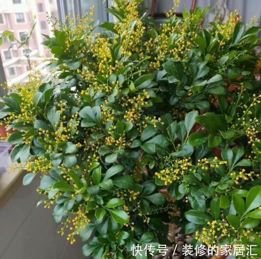 扶桑花|5种晒不死的花，一年四季都开花，不养它们别说你喜欢养花