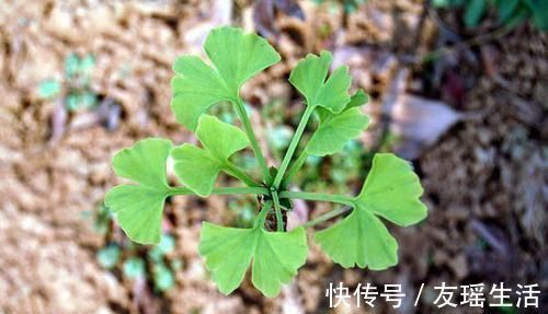 盆栽|4个方法，让盆栽银杏变成矮、胖、矬，好看又值钱