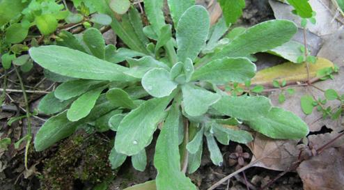 农村一种野草,清肺止咳、降压有奇效,路边见到了请珍惜