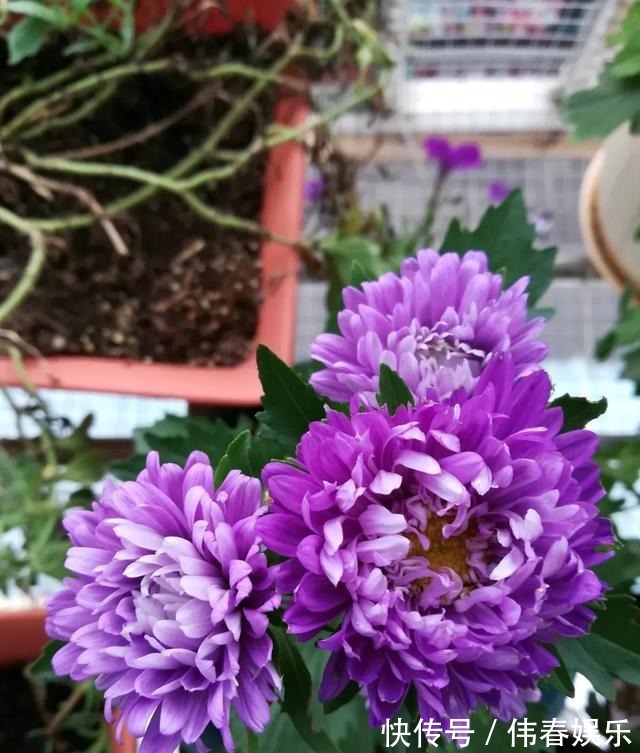 夏天|养花技巧夏天最好养的花,一开花就成球,爆满整个小阳台