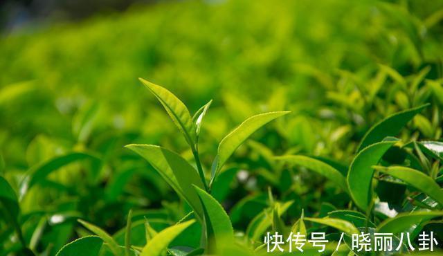 乌龙茶@茶叶保存多久?“一年茶,三年药,七年宝”啥意思?看完茅塞顿开