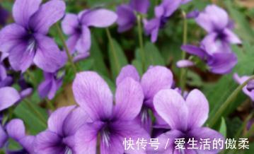紫花|叶子像犁头,茎干似铁钉,遇见别不认识