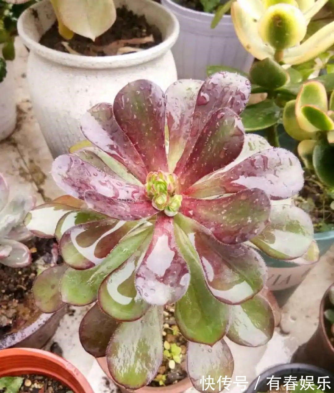 玛格丽特|现在养花要重剪,剃光头,撸光叶,越狠越爆盆