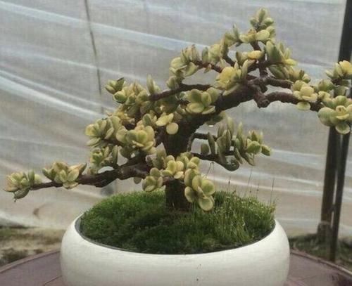 金枝玉叶|“金枝玉叶”当盆景,家里阳台放2盆,养护5年变“值钱”,寓意好