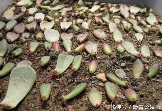 多肉叶插“不麻烦”,将“4个步骤”处理好,8天生根,冒出小苗!