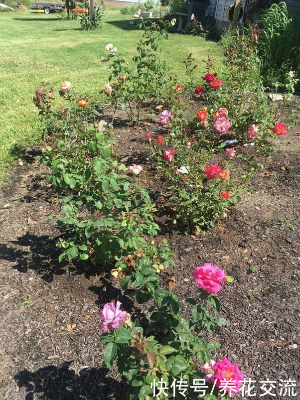 指南|盆栽月季度夏指南，夏季预防病虫害和促花技巧