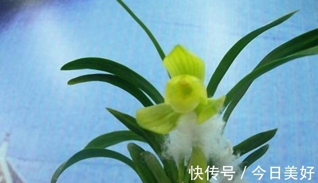 孤品|千万级别的天价孤品荷瓣兰，为何受追捧？如今还能见到吗？