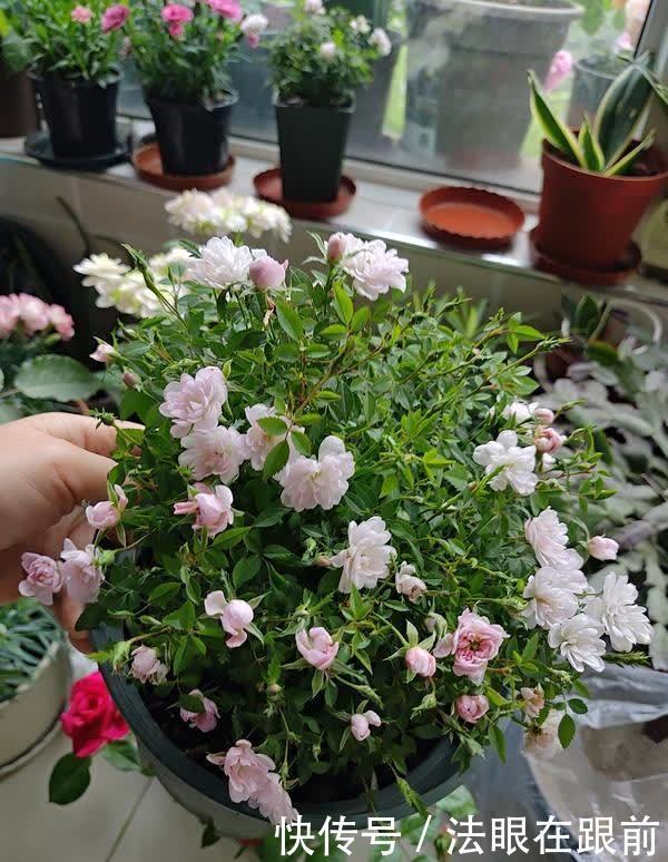 阳台上|1种“超微”月季,1个杯子养出来,植株虽小开花多,好养好看
