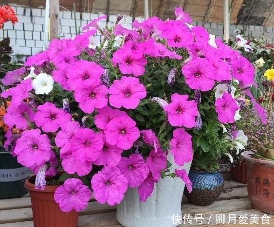 这4款花卉最适合在家盆栽,一年花开四季,一茬接着一茬窜花