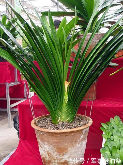 琴叶榕|6种能养人的花，越养越有“好运气”，建议养一盆