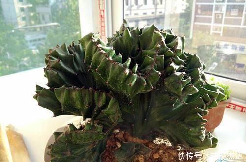 3种其貌不扬的植物，养一盆家里变成“天然氧吧”，是盆栽佳品！