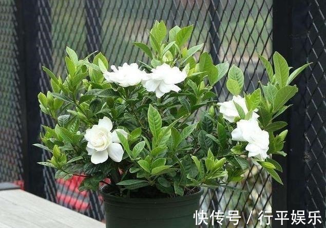 栀子花难养做好3点,南方北方都能养好,花期长,香味浓!