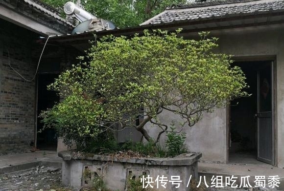 这6种花的寿命很长,养成“老桩”后,价值大增,越老“越值钱”