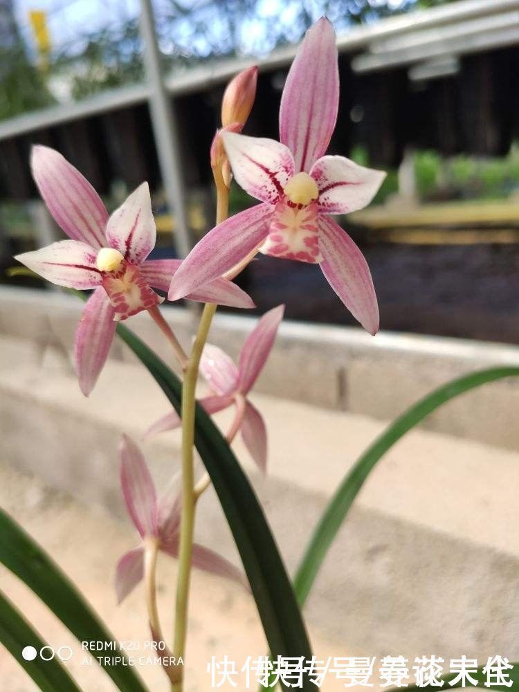 修剪|建兰要想开花，养护要记住“4个巧妙”，花朵开得才会多