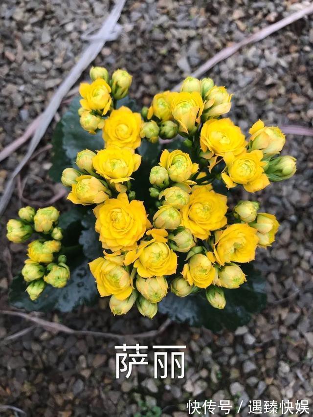 长寿花17个品种,个个都是爆花机器,谁见了都夸!