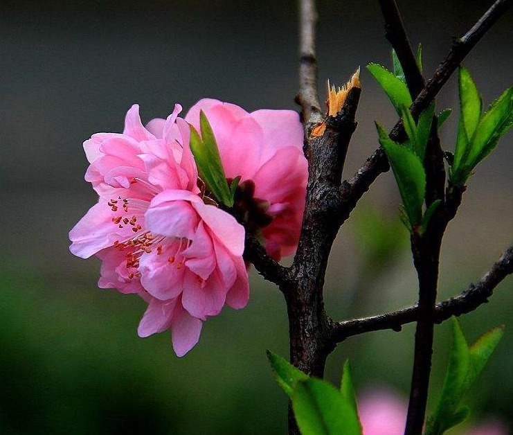 此花婀娜多姿，色彩绚丽丰富的花朵令人目不转睛，其具有消恨之意